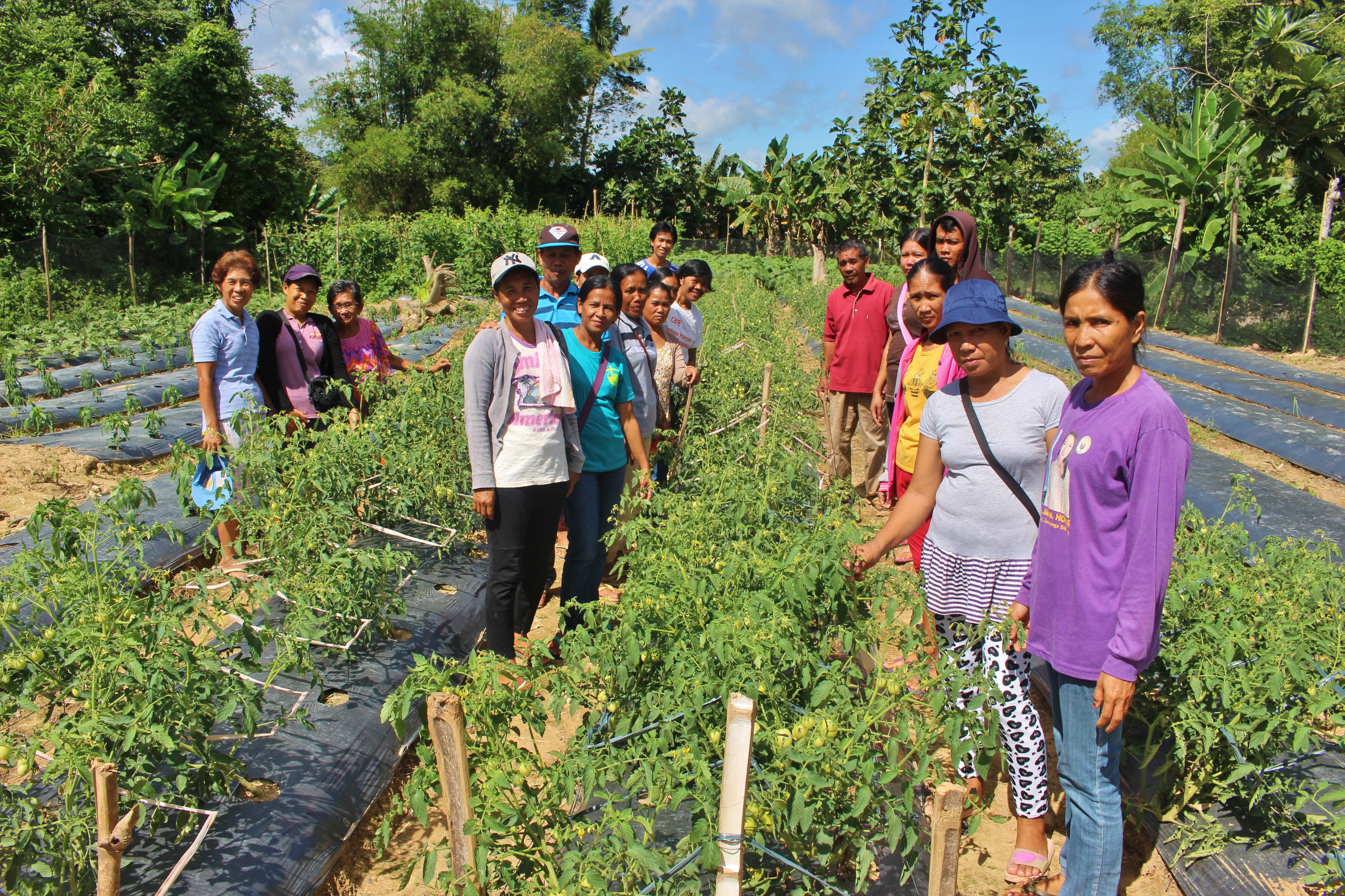 Farmers in Iloilo establish vegetable demo farms for learning and income generation
